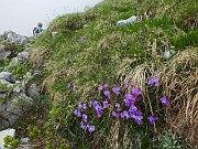 41 Primula di Lombardia...